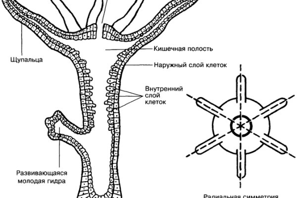 Kraken 14 at сайт