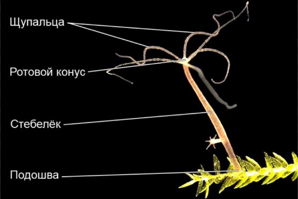 Ссылка на кракен 2krnk biz